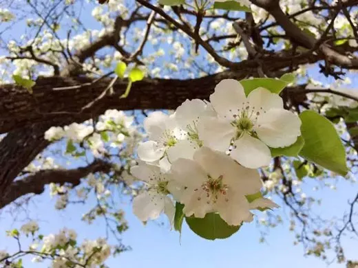 赏花时间:4月 地址:唐山迁安白羊峪 梨 花 高家团城·玉田 spring