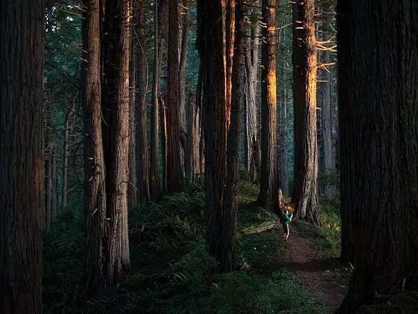 在加州北部的森林里住着一群地球上最古老的树精