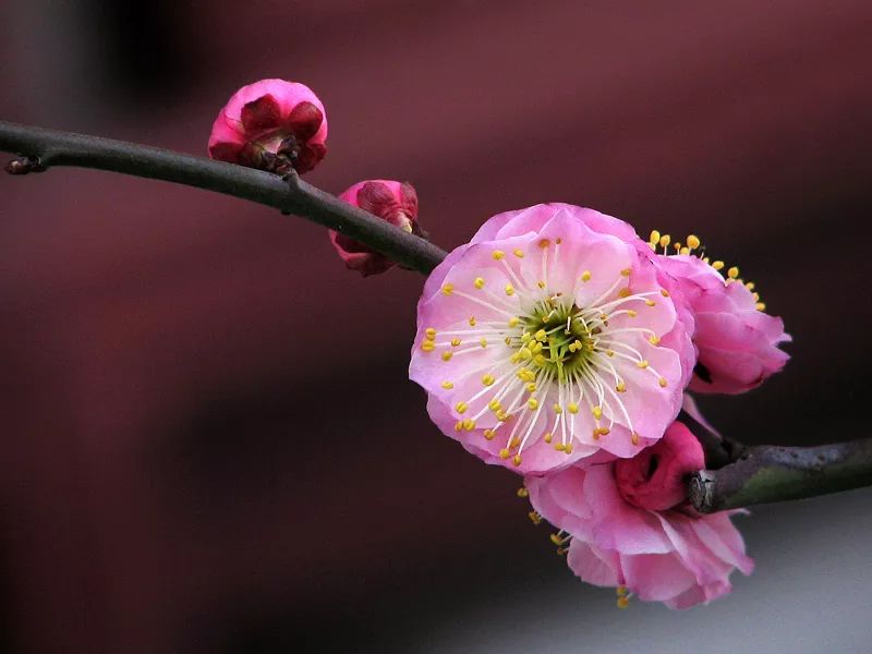 简单一招快速区分樱花,桃花,梅花