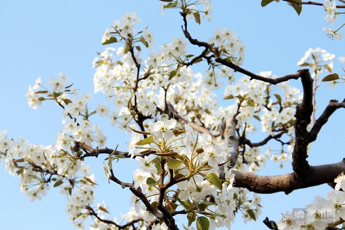 第二届水韵梨乡(世界)音乐节 4月5日—7日在阳信县金阳万亩梨园风景区