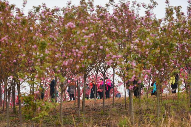 美爆了金堂竹篙花熳天下10万株樱花盛颜绽放