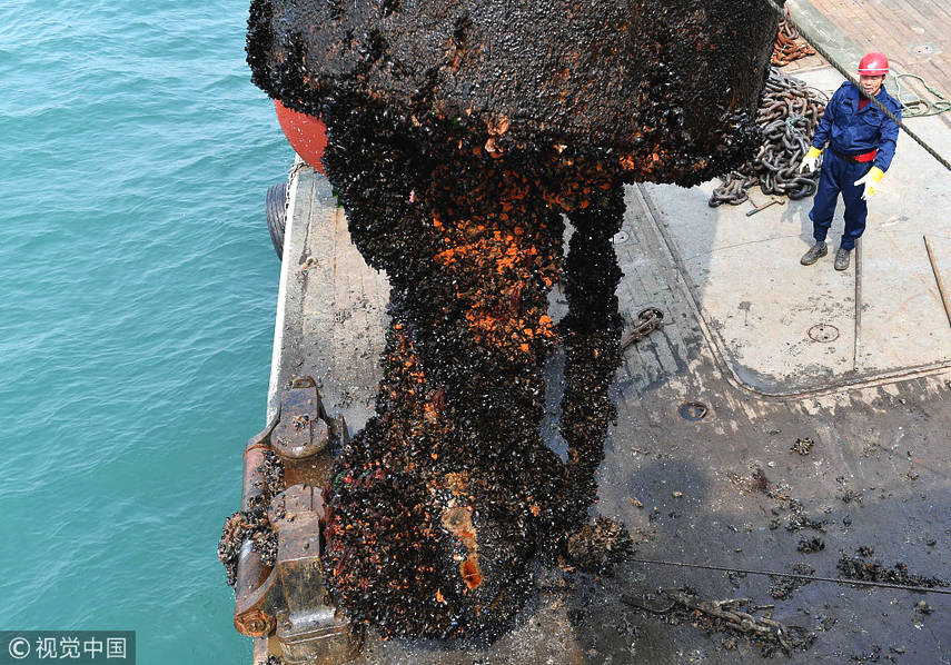 航标上附着生长了大量海虹等贝类海洋生物,甚至还有海参,成为大自然对