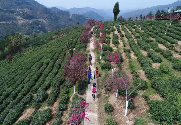 紫阳富硒茶好在哪里