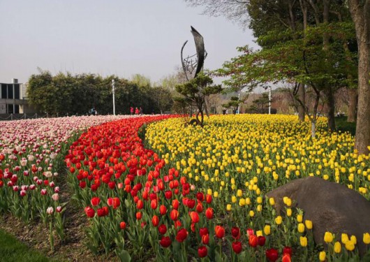 大宁公园花博会举行 系市中心最大片郁金香花海