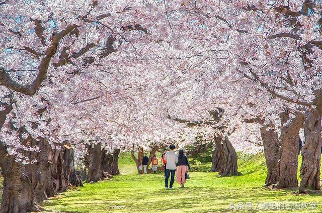 2018樱花前线丨错过了要再等一年日本各大樱花节盘点