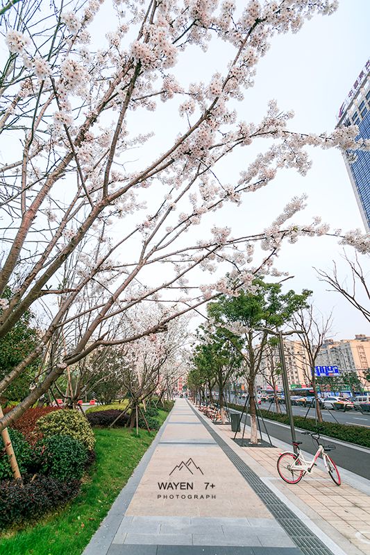 宁波市区这座以"樱花"命名的公园,带着"十里樱花林"惊艳宁波!