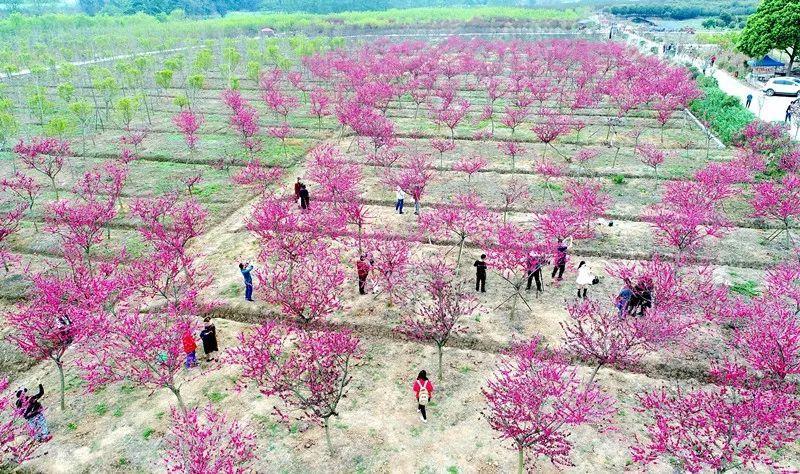 距仁寿城25公里这个樱花小镇浪漫了整个四川