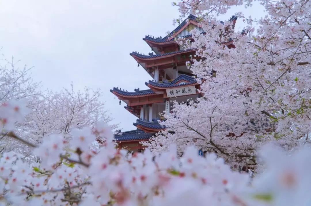 3月上旬至4月上旬 摄影器材:超广角,中焦段 亭台楼阁樱花雨:鼋头渚