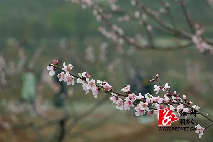 黄桃花