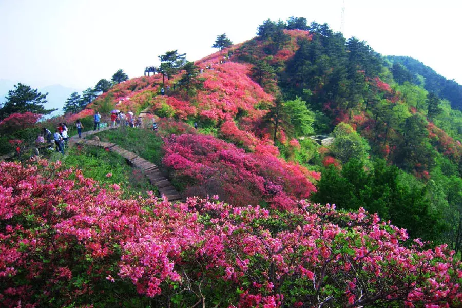 龟峰山一年四季有景,春天山花烂漫,兰花飘香,山茶吐绿,杜鹃花开红似海