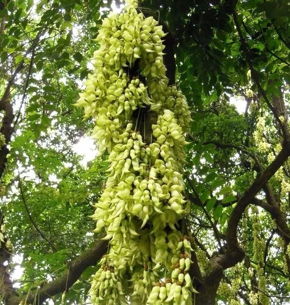 看禾雀花去!广东8大观赏胜地,周末挑一个去吧