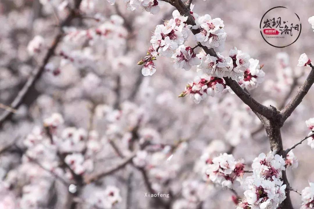 古人口吐芬芳