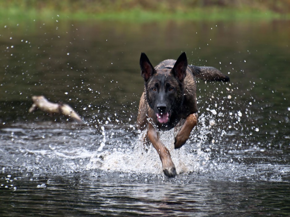 马犬幼犬价格春季训练教程