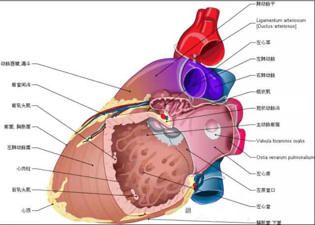 【珍藏】这组心脏解剖图,太赞了!