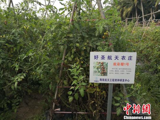 图为文昌市好圣村种植的航天育种蔬菜. 王子谦 摄