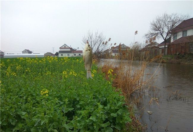 雨天传统钓鱼,油菜地野钓爆护,钓获野生"大板鲫"和"野