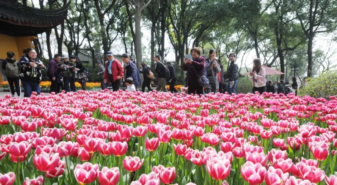 2018年虎丘艺术花会 | 该是时候丢掉烦恼,在苏城找到属于你的花海!