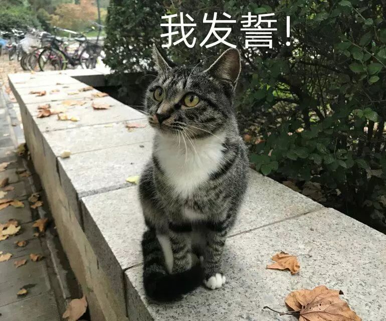 "我发誓."