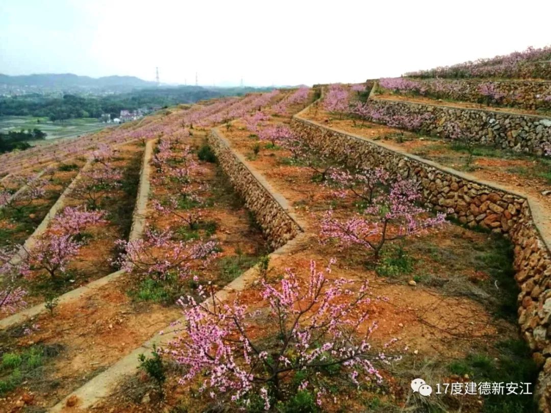 寻春有礼,万人赏花 建德梯田桃花摄影大赛启动!