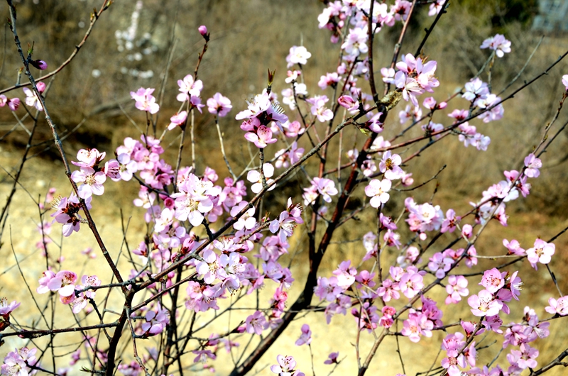 组图:山桃花陆续开放,赏花季到来!