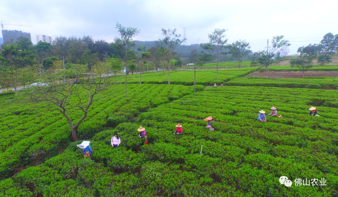 对川茶园:鲜为人知的秘境 这处鲜为人知的秘境便是佛山高明对川茶园