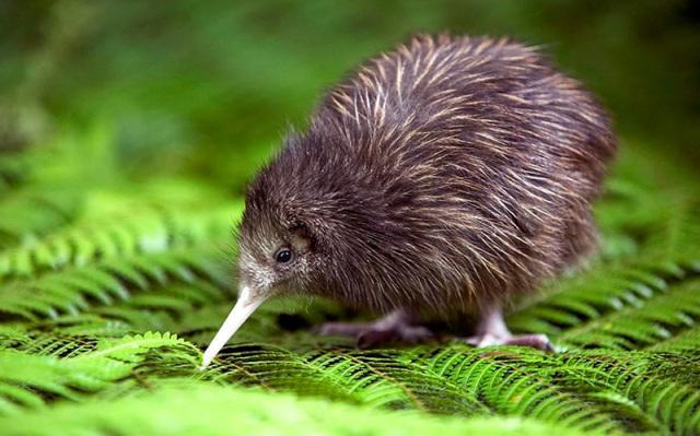 而新西兰的蠢萌国宝几维鸟,就比较容易见到了.