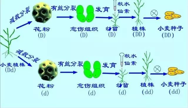 新陈代谢基本类型的比较,育种(杂交育种,诱变育种,单倍体育种,多倍体