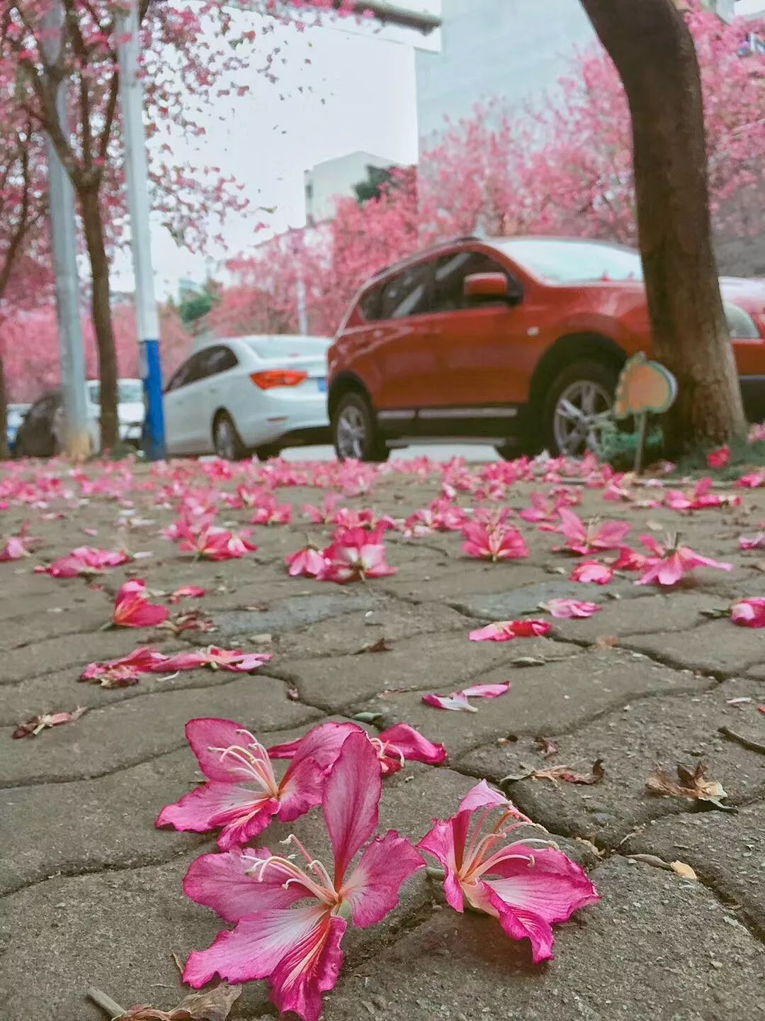 落花偶遇简谱_落花成泥简谱