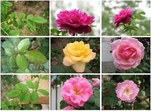 你知道哪个是玫瑰,月季,蔷薇么?