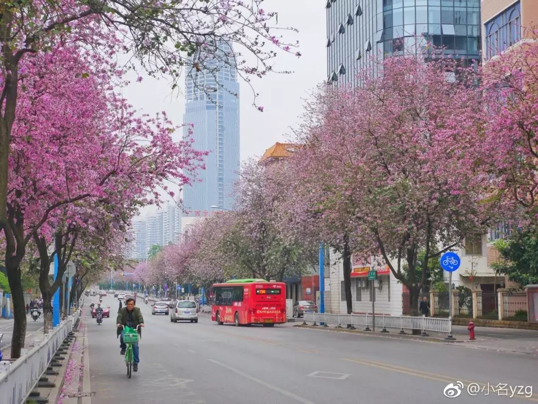 桂林人要到柳州看紫荆花吗？紫荆花分布图+路线+攻略送你-桂林生活网新闻中心