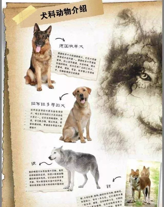 各种犬科动物的介绍