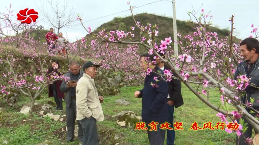 大方县黄泥塘镇化联村:石旮旯里灼灼桃花,石漠化治理生新绿