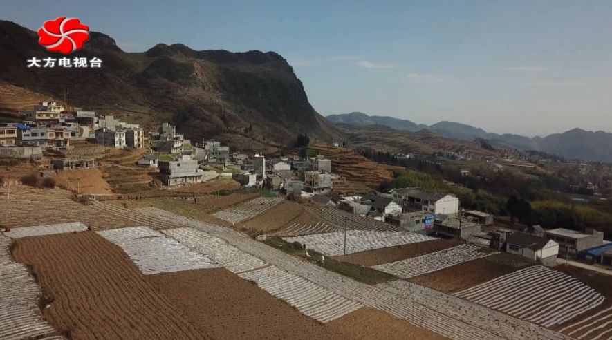 大方县绿塘乡牛场社区因地制宜调整产业结构,种植两千亩脱毒马铃薯