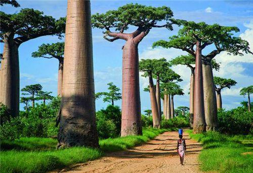 3.马达加斯加-猴面包树大道