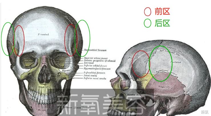 前区是真正太阳穴对应的位置,而后区则是颞线,颞骨,顶骨附近.