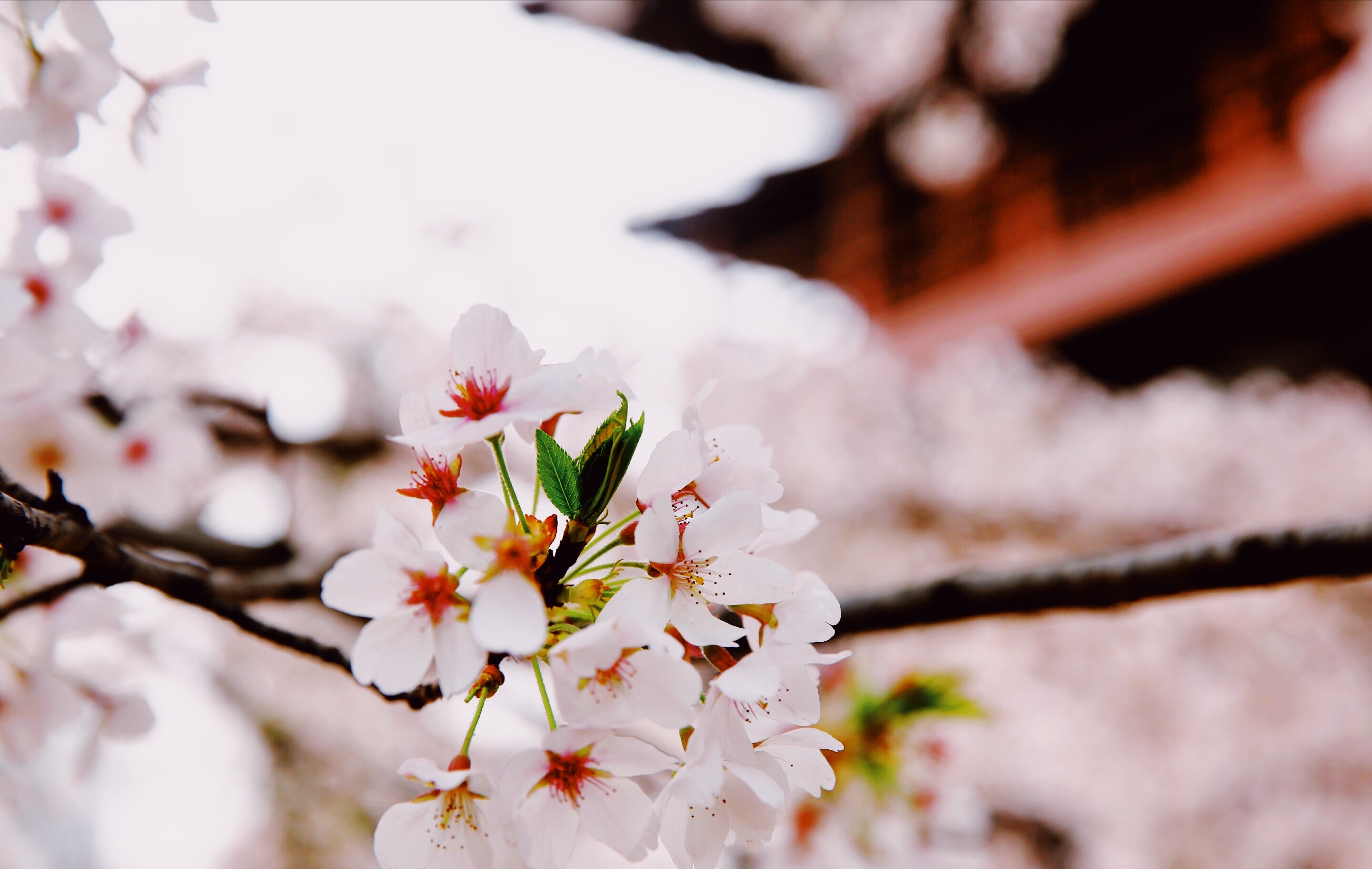 西安青龙寺樱花烂漫开放