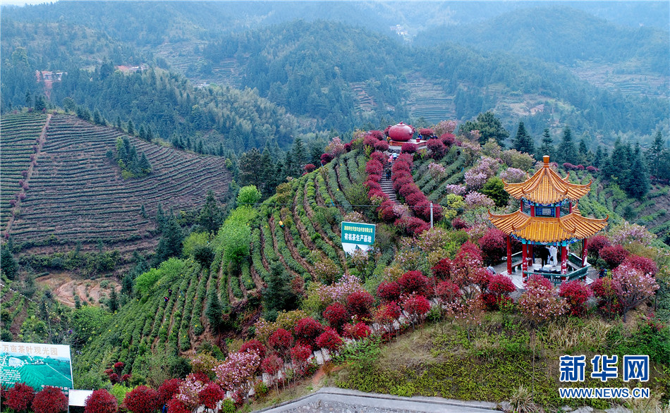 湖南桂东县万亩茶叶观光园成全域旅游景点