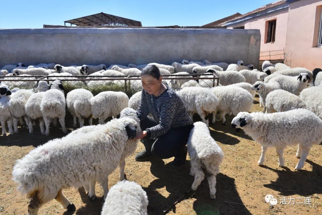 二连浩特市接羔保育工作顺利进行 牧民喜接春羔