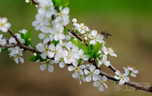 「杏花」:单朵开放;先开花后长叶;花萼和这条都是深红褐色.