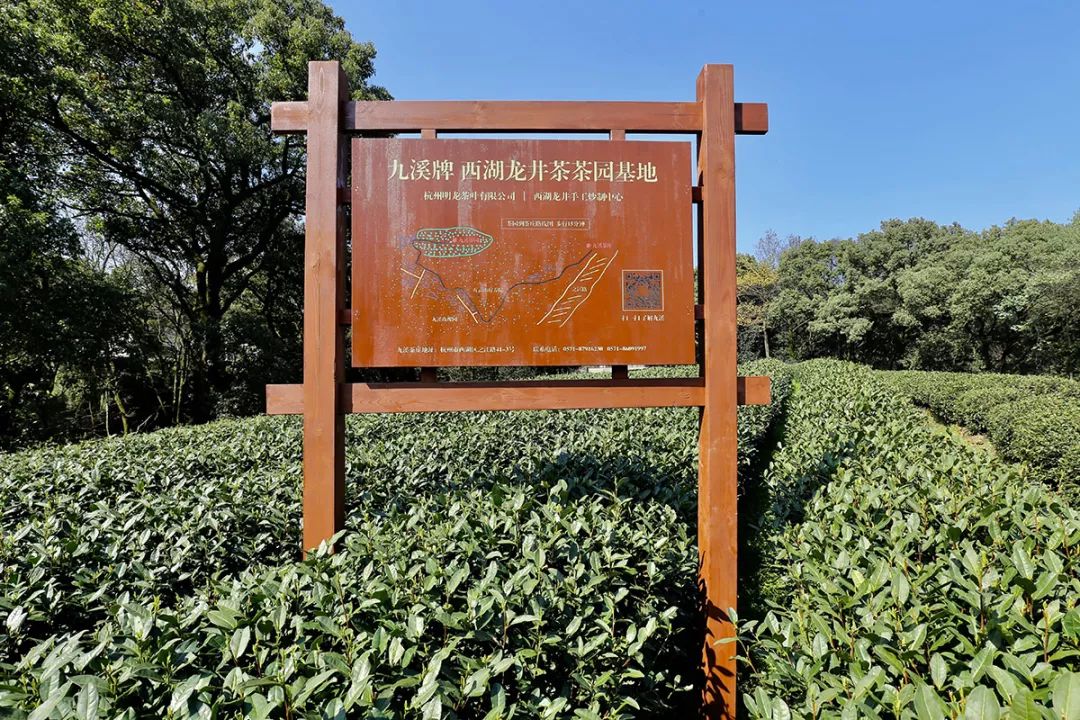 他说:"我没想把龙井茶做多大,我要把龙井茶做精,希望我们独特的制茶