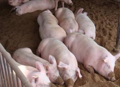猪伪狂犬病的前期征兆,仔猪此时如果腹泻其死亡率达100%