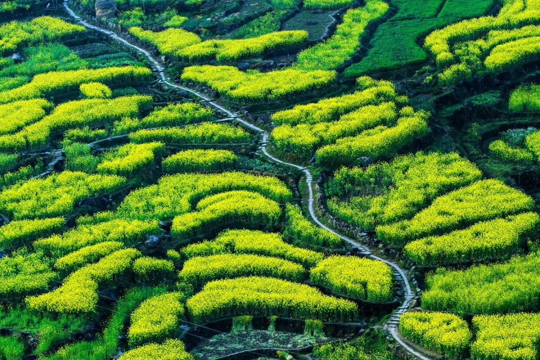 江南十大赏花地,有哪些 来一场说走就走的旅行吧 