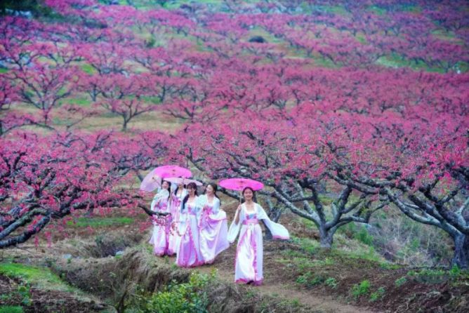 【热点】不收门票!2018嵩县陆浑桃花节!大美嵩县欢迎