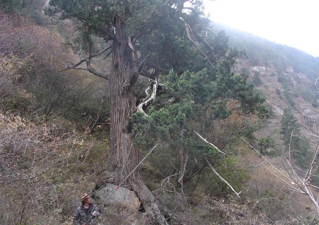 工作人员正在收集岷江柏木种子保护岷江柏木,我们在行动大渡河双江口