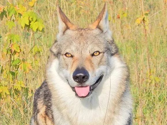 这里原装进口是指国外的纯种捷克狼犬,而这个国产捷克狼犬指的不是