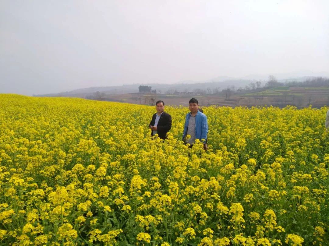 【头条】黄金的花海!嵩县大坪,邓岭,城关三大赏花节全已开幕!