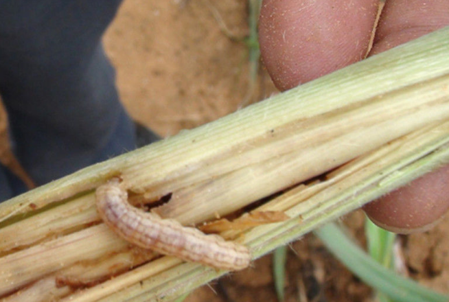 甘蔗苗期螟虫的防治