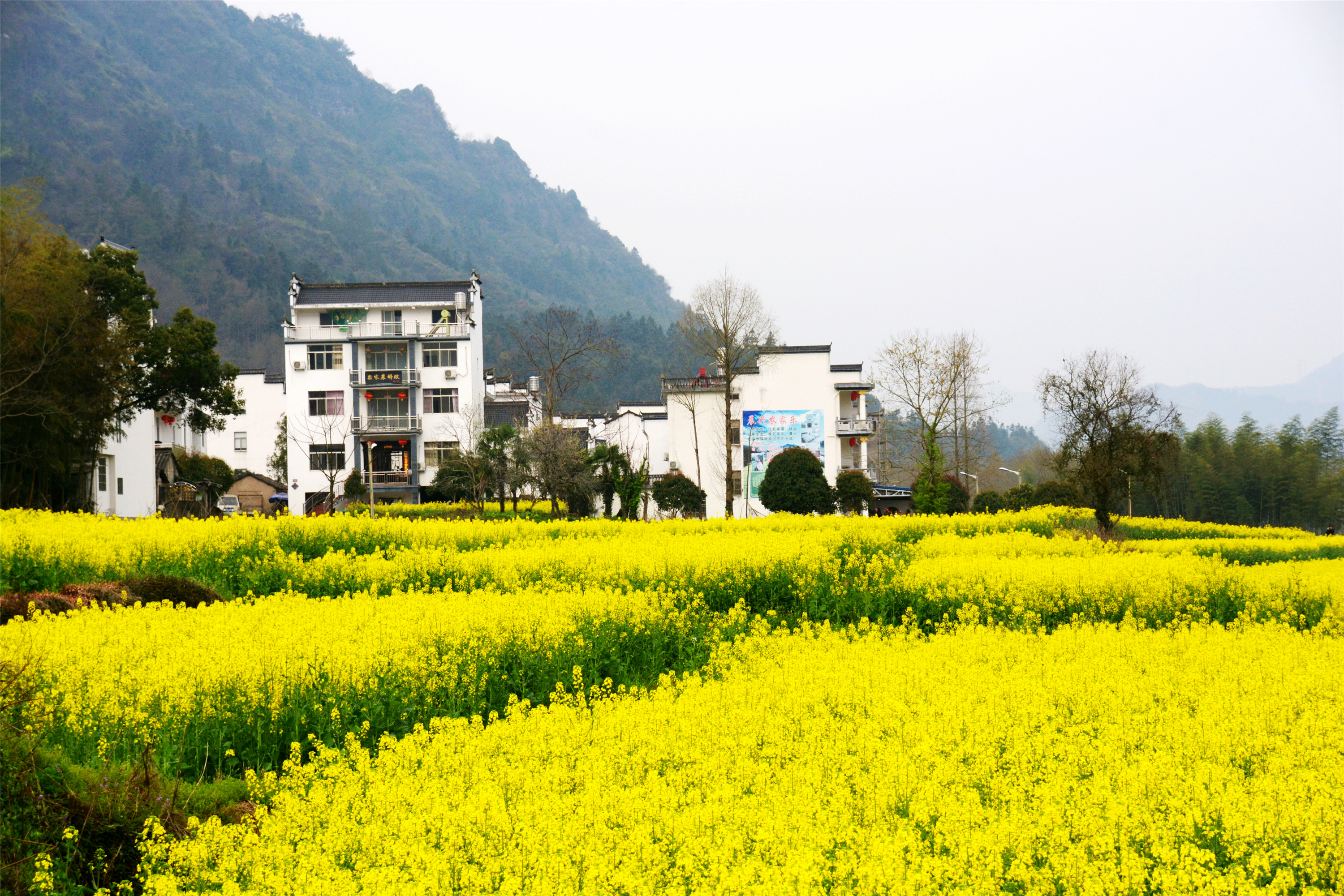 黄山:遍地金黄油菜花 逍遥溪旁桃花开