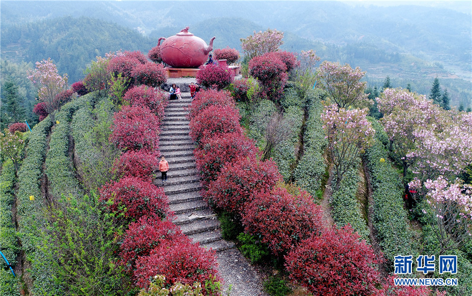 湖南桂东县:万亩茶叶观光园成全域旅游景点