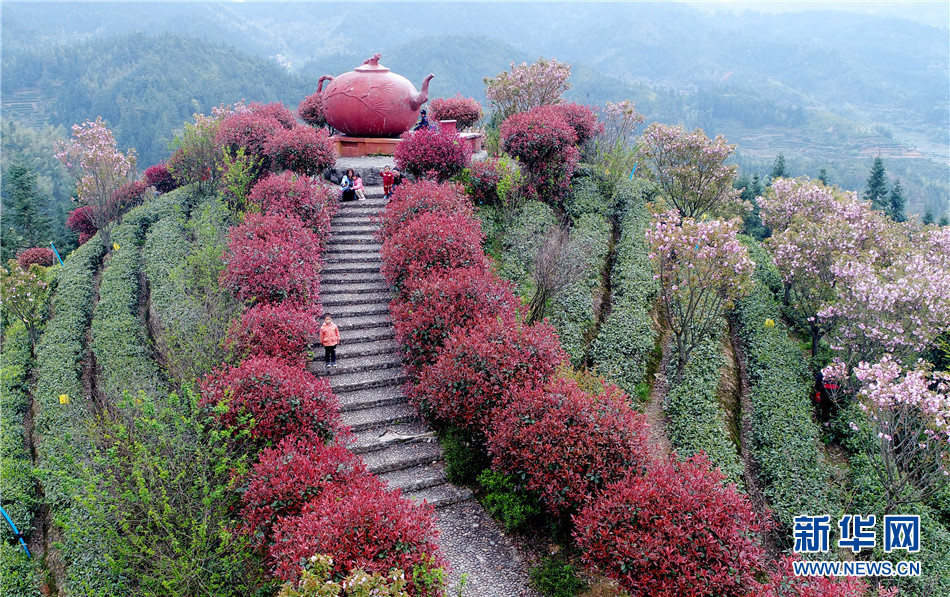 湖南桂东县万亩茶叶观光园成全域旅游景点